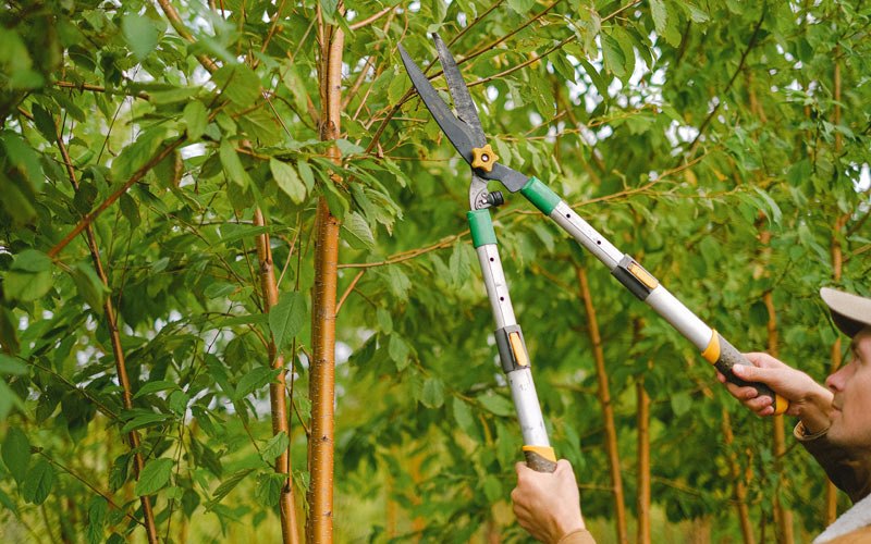 Tree trimming in Buffalo, ND